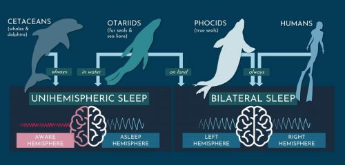 Cetaceans (whales and dolphins) and otariids (fur seals and sea lions) keep one side of their brains awake while the other is asleep (unihemispheric sleep). In most other mammals, including phocids (true seals) and humans, both hemispheres of the brain are asleep at the same time. (Graphic by Jessica Kendall-Bar)