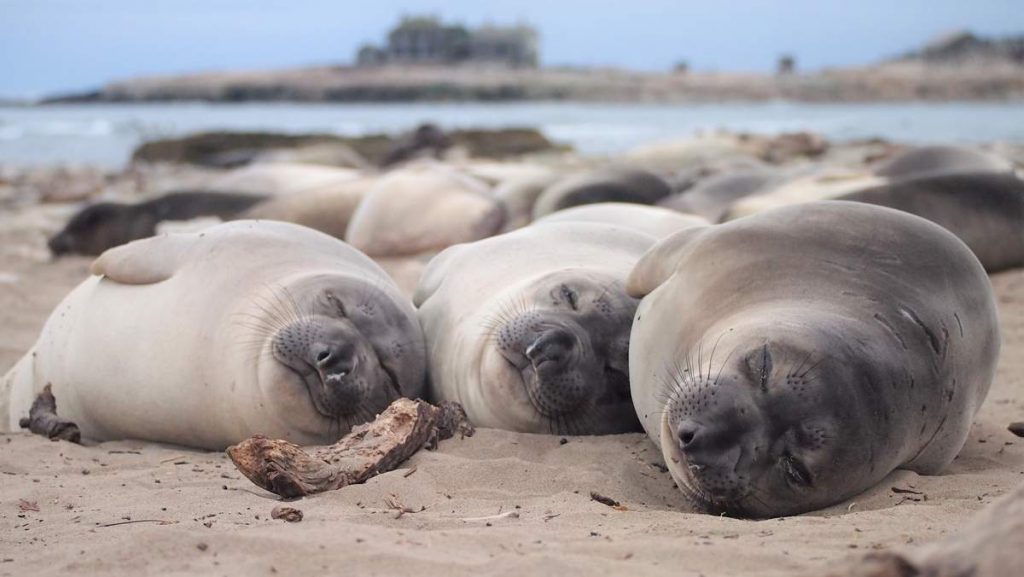 Elephant seals sleep about 10 hours a day on the beach, but during months-long foraging trips at sea they average just 2 hours of sleep per day. These 2-month-old northern elephant seals are sleeping on the beach at Año Nuevo State Park. (Photo by Jessica Kendall-Bar, NMFS 23188)