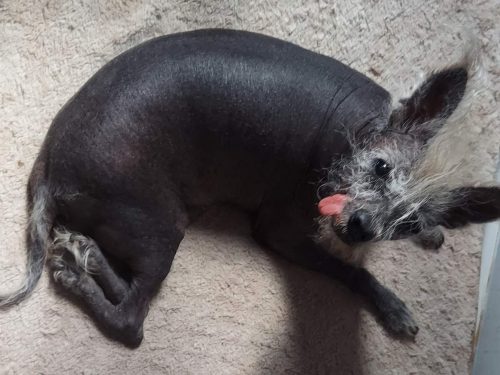 Scooter, the 2023 World's Ugliest Dog lying down. His rear legs face backward.