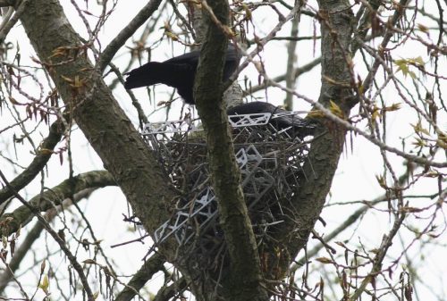 Carrion crows (Corvus corone) on their nest, partly made of anti-bird spikes, in a poplar (Populus sp.) tree; Rotterdam, The Nether- lands; April 7, 2009.