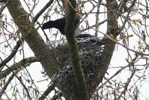 Birds Are Using Anti-Bird Spikes to Build Nests, Research Finds