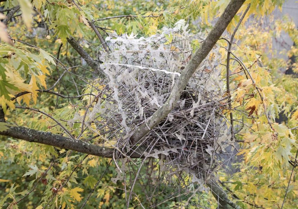 The Antwerp magpie nest constructed with anti-bird spikes, seen on the fork of a branch in a sugar maple tree on October 25, 2021.