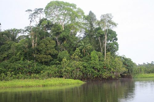 Yasuní National Park, Ecuador - a variety of green trees are seen at the edge of a placid body of water.