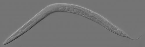 Adult Caenorhabditis elegans