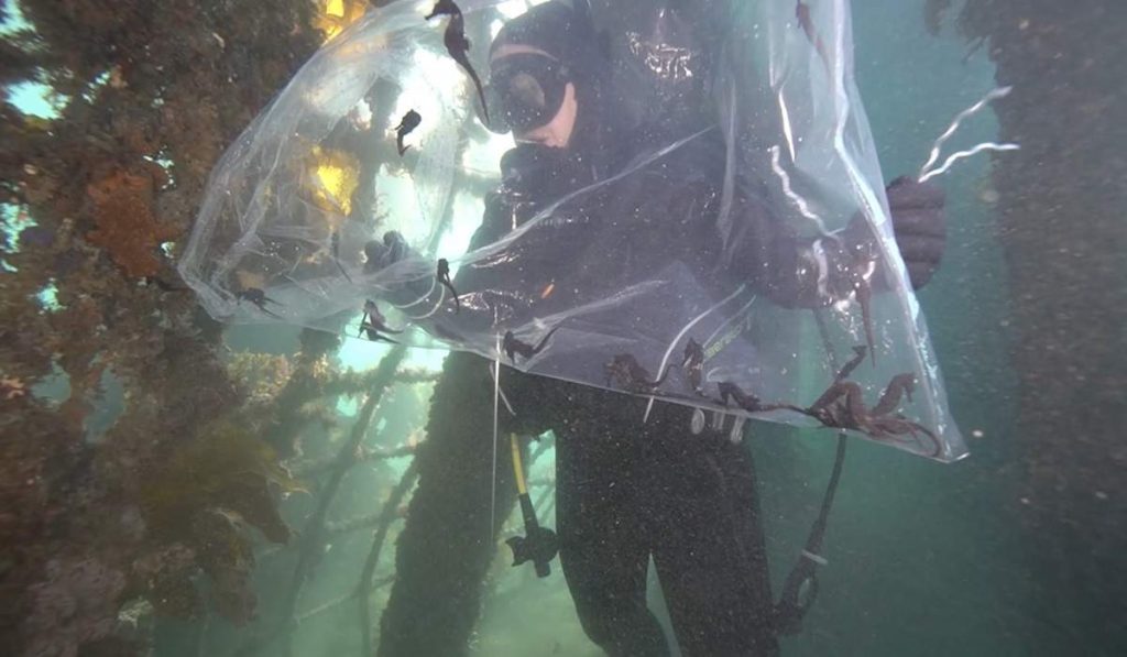 Young seahorses being released from a large, clear plastic bag underwater near a seahorse 'hotel' covered with plant life.