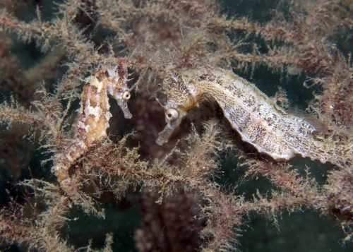 Closeup of two White's seahorses on a seahorse 'hotel' underwater.
