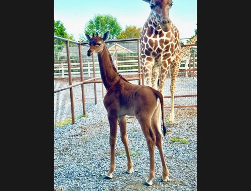 Rare Reticulated giraffe calf with no spots, shown at Brights Zoo with her mother.