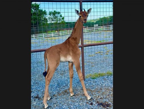 Rare Reticulated giraffe calf with no spots, shown at Brights Zoo.