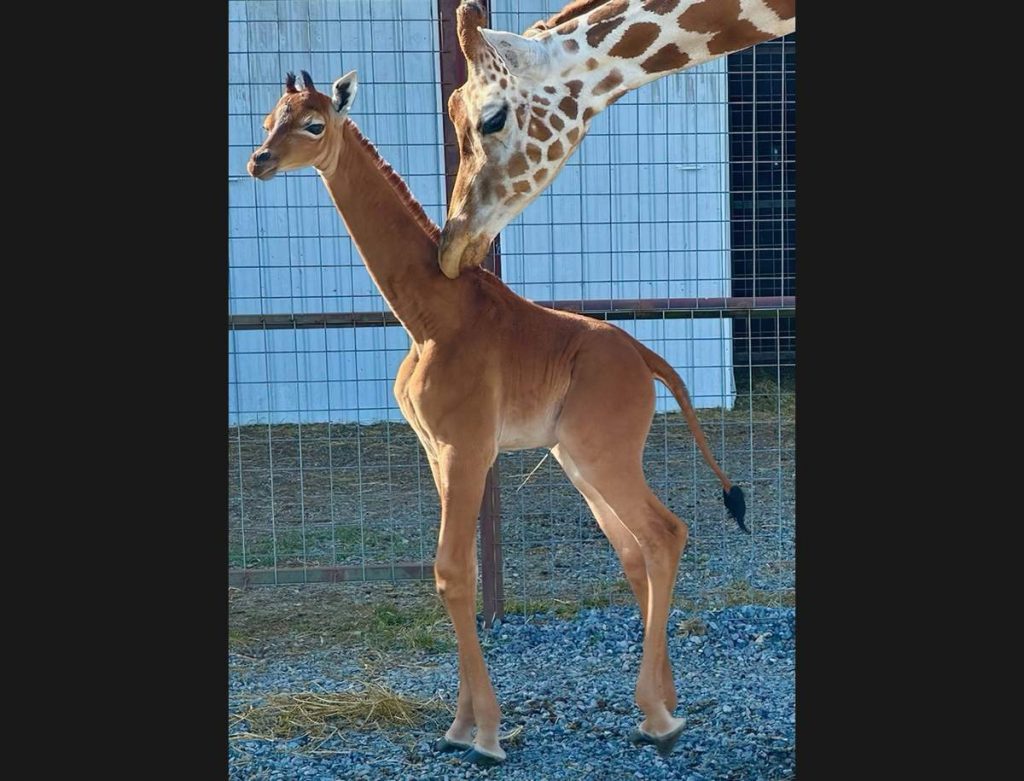 Rare Reticulated giraffe calf with no spots, shown at Brights Zoo with her mother.