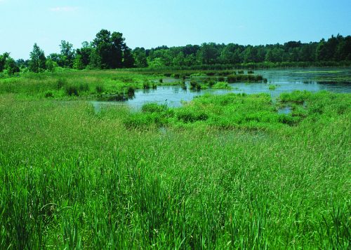 Open water wetland. Newaygo County, Michigan.