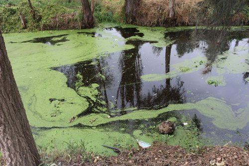 Polluted water in Lake Xochimilco.