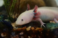 The front half of a pinkish axolotl with feathery gills.