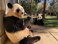 Jan. 13, 2022 | Giant pandas Mei Xiang and Xiao Qi Ji eat sugar cane in their outdoor habitat.