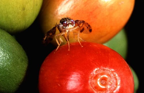 Closeup of Ceratitis capitata Female Mediterranean fruit fly on a piece of fruit.