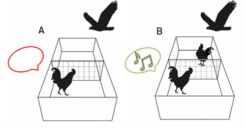 Graphical representation of the control (hawk test without a mirror). A shows the rooster alone, and B shows the rooster with another rooster visible.