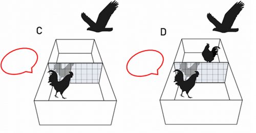 Graphical representation of the mirror hawk test. C shows the rooster with a mirror, and D shows the rooster with another rooster hidden behind the mirror.