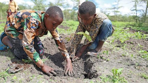 Two boys planting a tree as part of National Tree Growing Day.