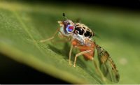 Tephritidae Ceratitis capitata - Mediterranean Fruit Fly, male, perched on a leaf.