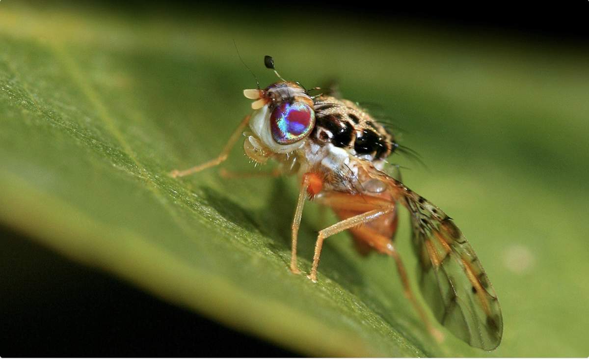 Portion of Los Angeles quarantined over fruit fly infestation