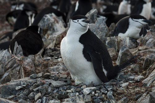 Chinstrap Penguin sitting on an egg in a rock nest. Other penguins can be seen in the background.