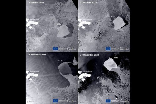 These radar images acquired by the Copernicus Sentinel-1A satellite on 19 and 31 October and 12 and 24 November, respectively, show the iceberg moving near Joinville Island in Antarctica.