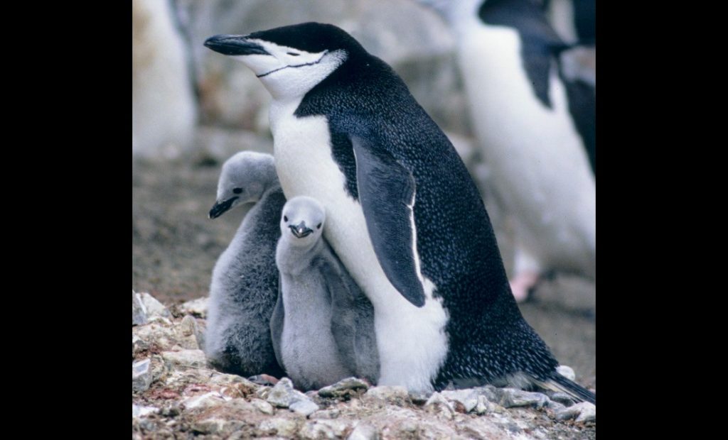 Chinstrap Penguin with two juveniles
