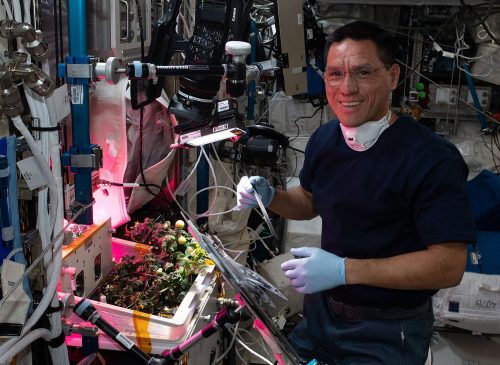 NASA astronaut and Expedition 68 Flight Engineer Frank Rubio checks tomato plants growing inside the International Space Station for the XROOTS space botany study. The tomatoes were grown without soil using hydroponic and aeroponic nourishing techniques to demonstrate space agricultural methods to sustain crews on long term space flights farther away from Earth where resupply missions become impossible.