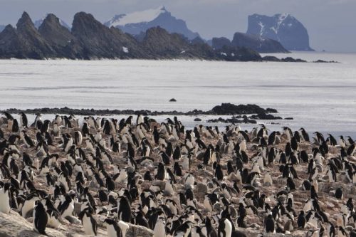 A crowded chinstrap penguin colony in the foreground, with the sea and rocks visible in the background.