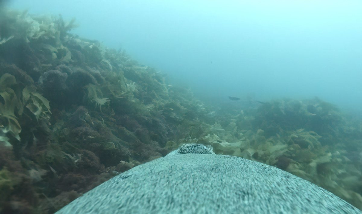 A view of an underwater area at the bottom of the sea containing many marine plants. The view from a camera mounted on the sea lion's back, which appears in the foreground.