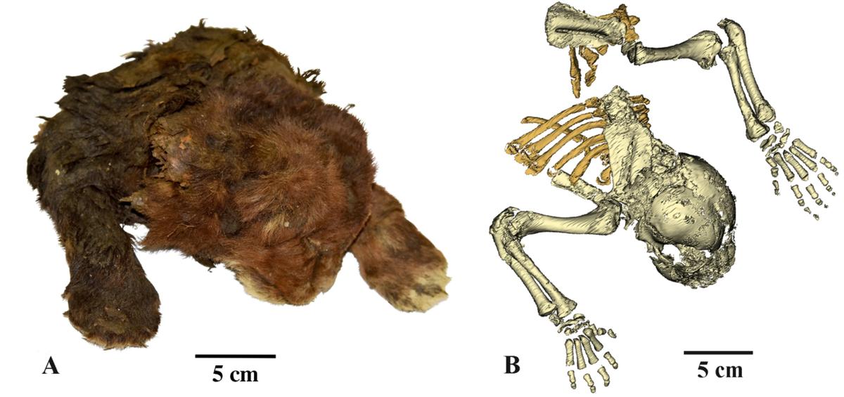 Mummy of a 35,000-12 months-Previous Saber-Toothed Kitten Discovered