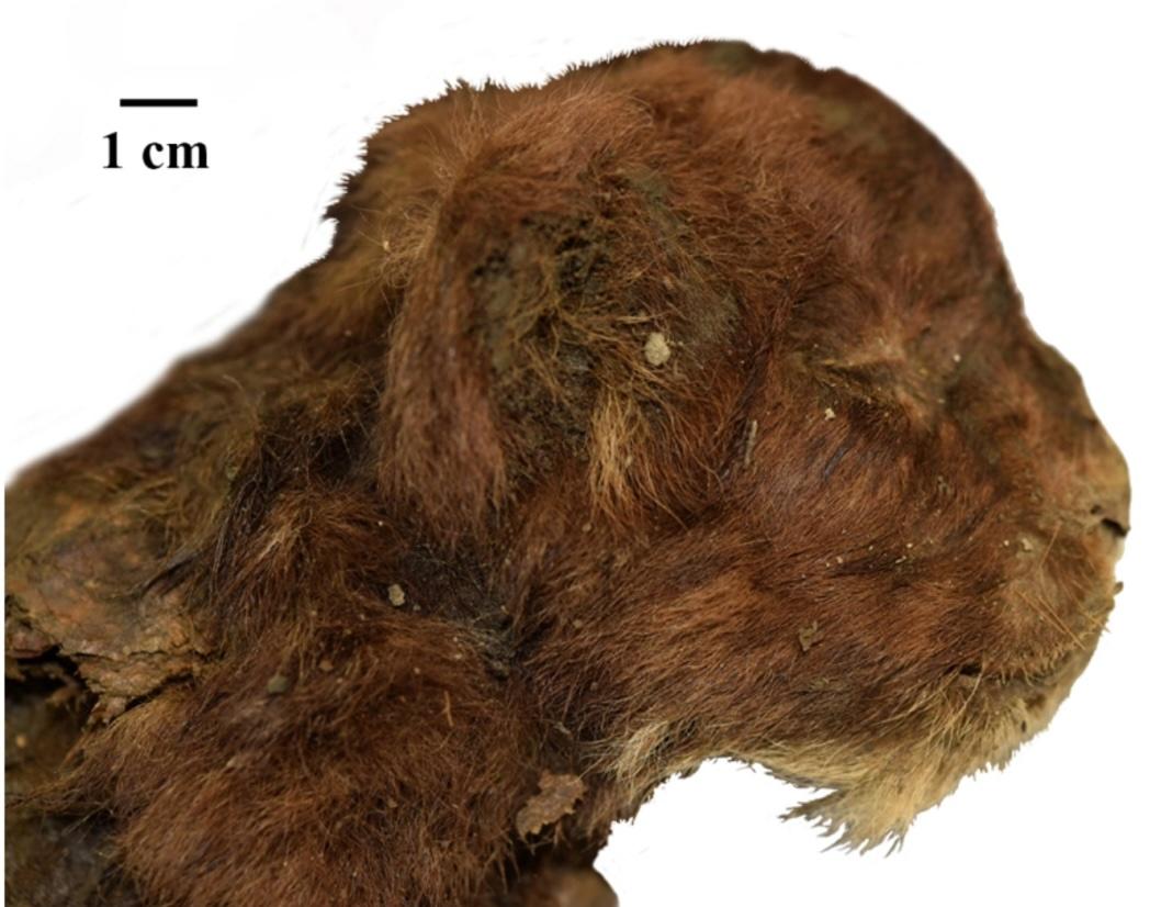 Above, the head of the 35,000 saber-toothed kitten mummy.