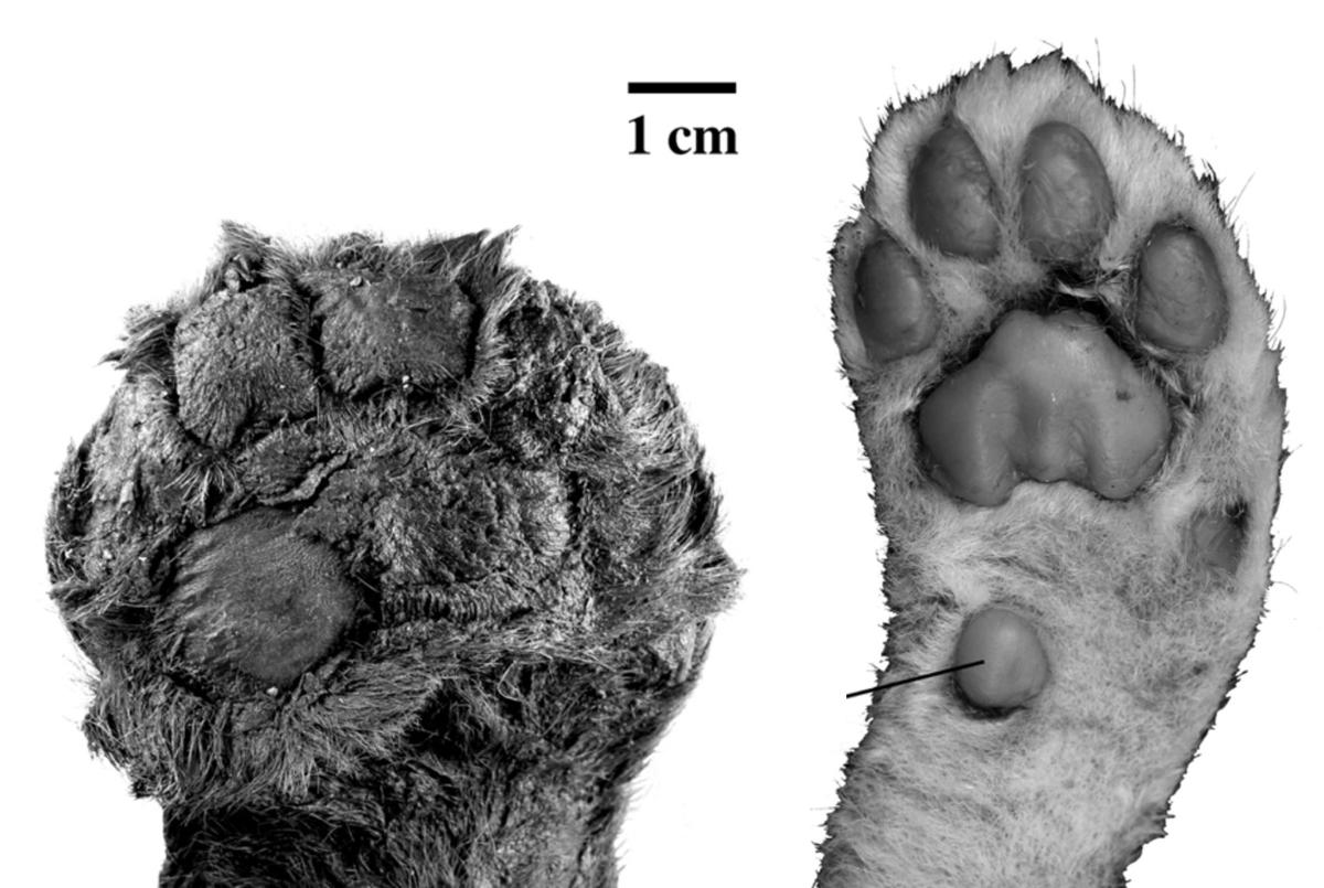 Paw of the Homotherium kitten (left) and the paw of a modern lion (right).