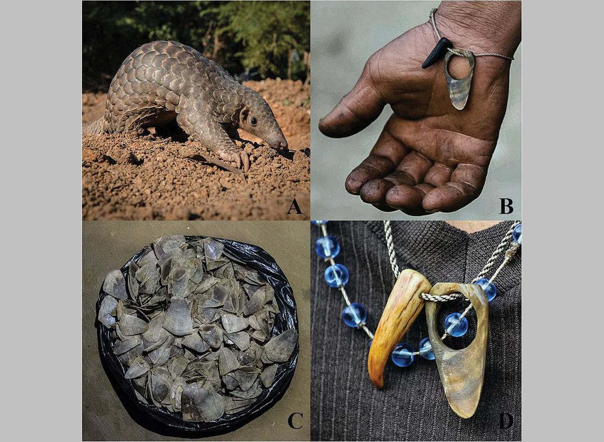 A Montage of_images of a pangolin and pangolin products. A: Indian pangolin B: Pangolin scale worn as a bracelet. C: a bag of pangolin scales D: Pangolin scale and claw worn as necklace.
