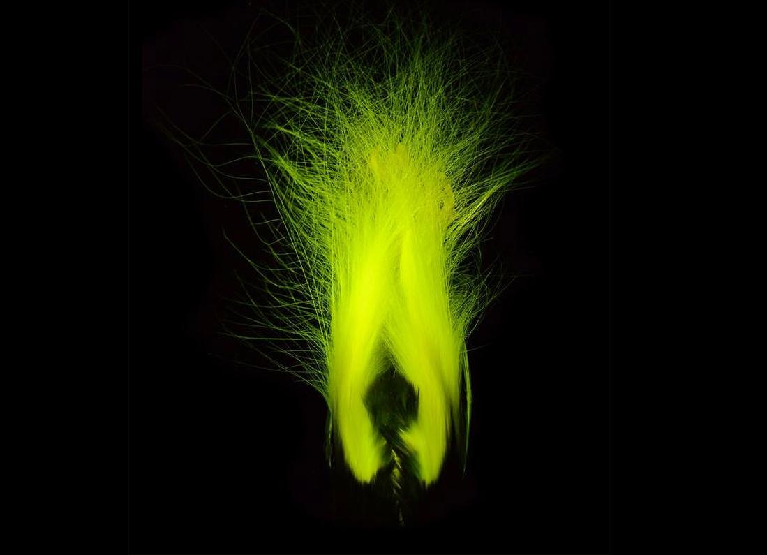 Biofluorescence is seen on the plumage of an emperor bird-of-paradise (Paradisaea guilielmi) in the American Museum of Natural History's collection.