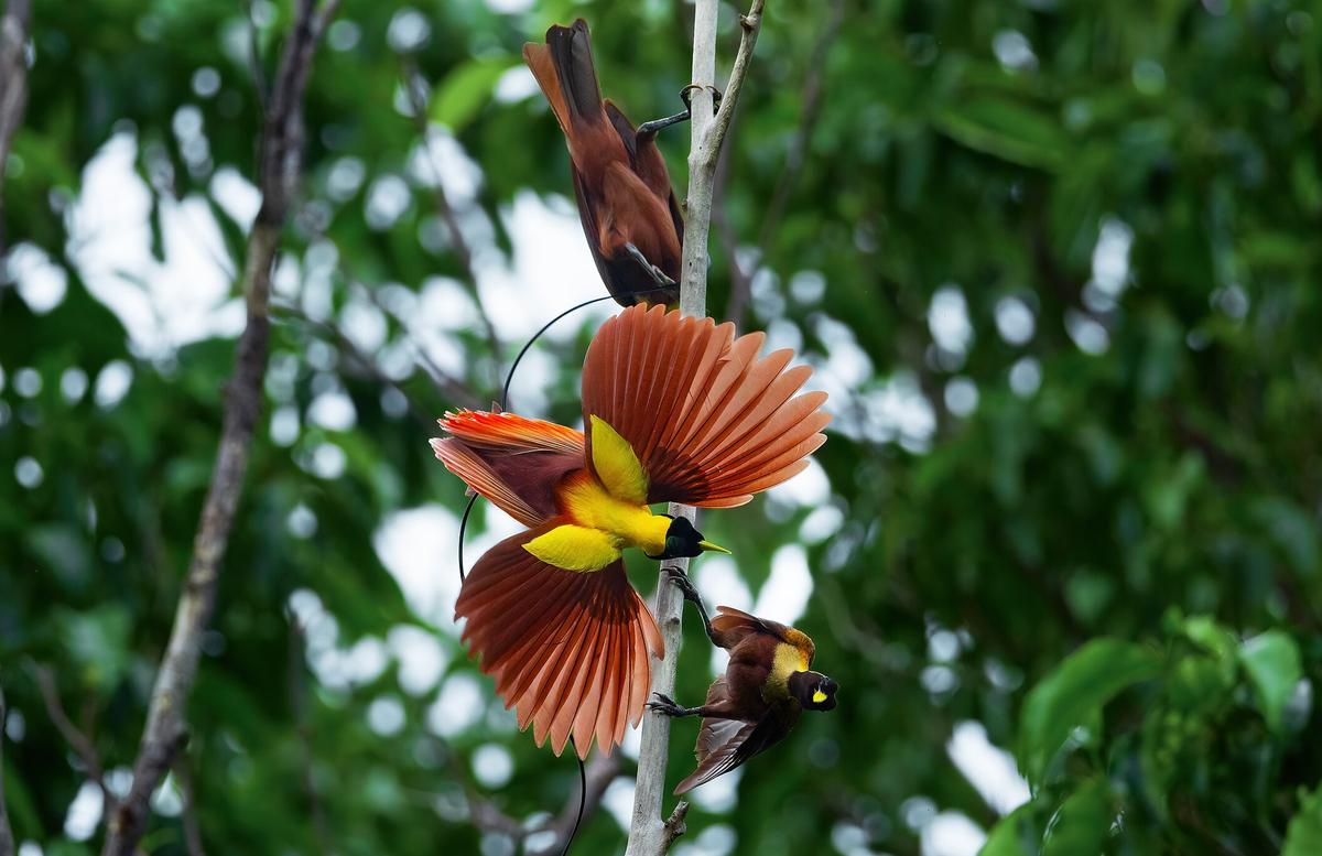 A male Red Bird-of-Paradise spreads its wings in a display. Two other birds-of-paradise are on the same vertical tree branch, one above and one below the displaying male.