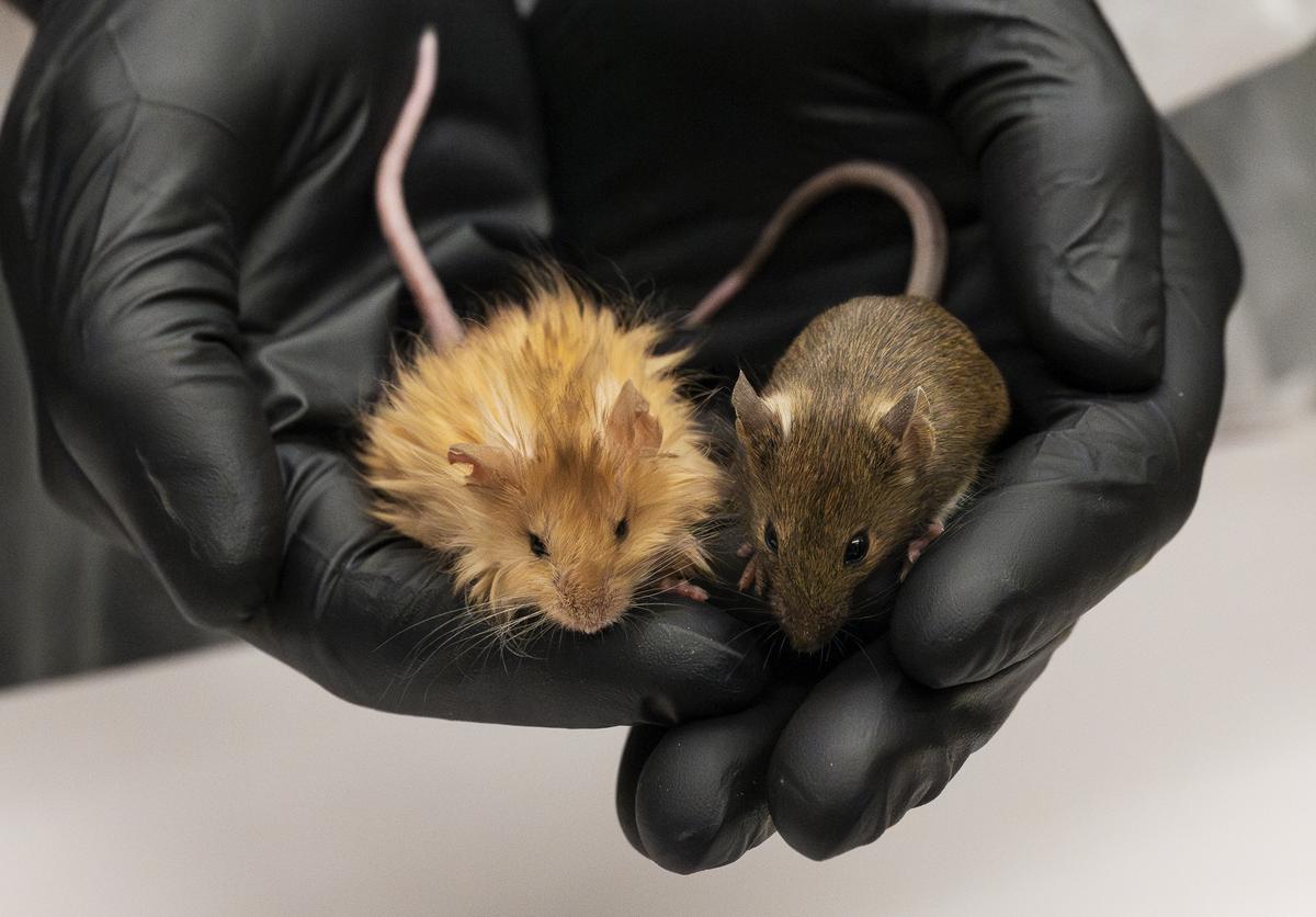A woolly mouse created by Colossal is seen next to a normal lab mouse, both in the gloved hands of a handler.