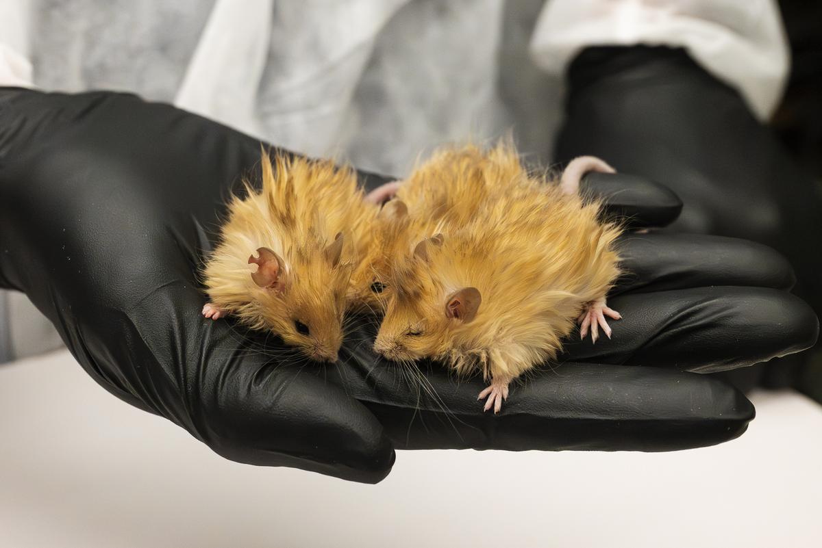 Three woolly mice created by Colossal are seen on the gloved hand of a handler.