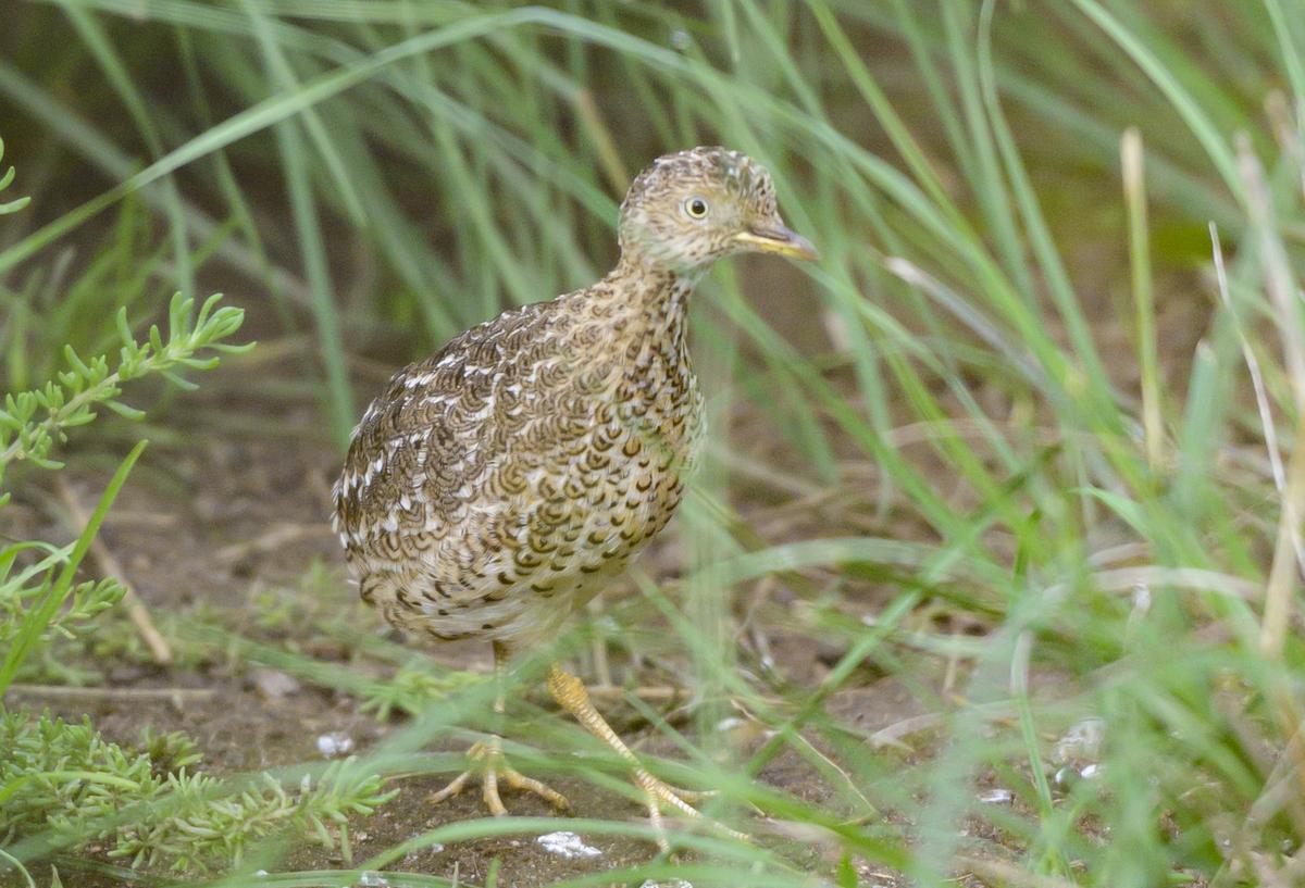Male Plains-wanderer standing in grassland.