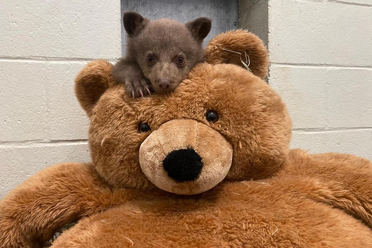 The rescued bear cub is seen poking its head over the head of a very large teddy bear.