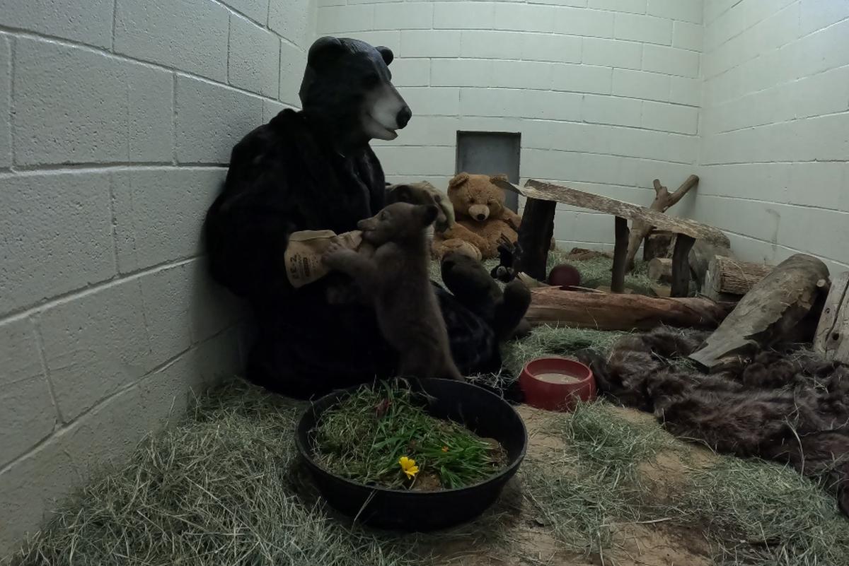 The rescued bear cub is seen taking something from the gloved hand of a staff member dressed as a bear.