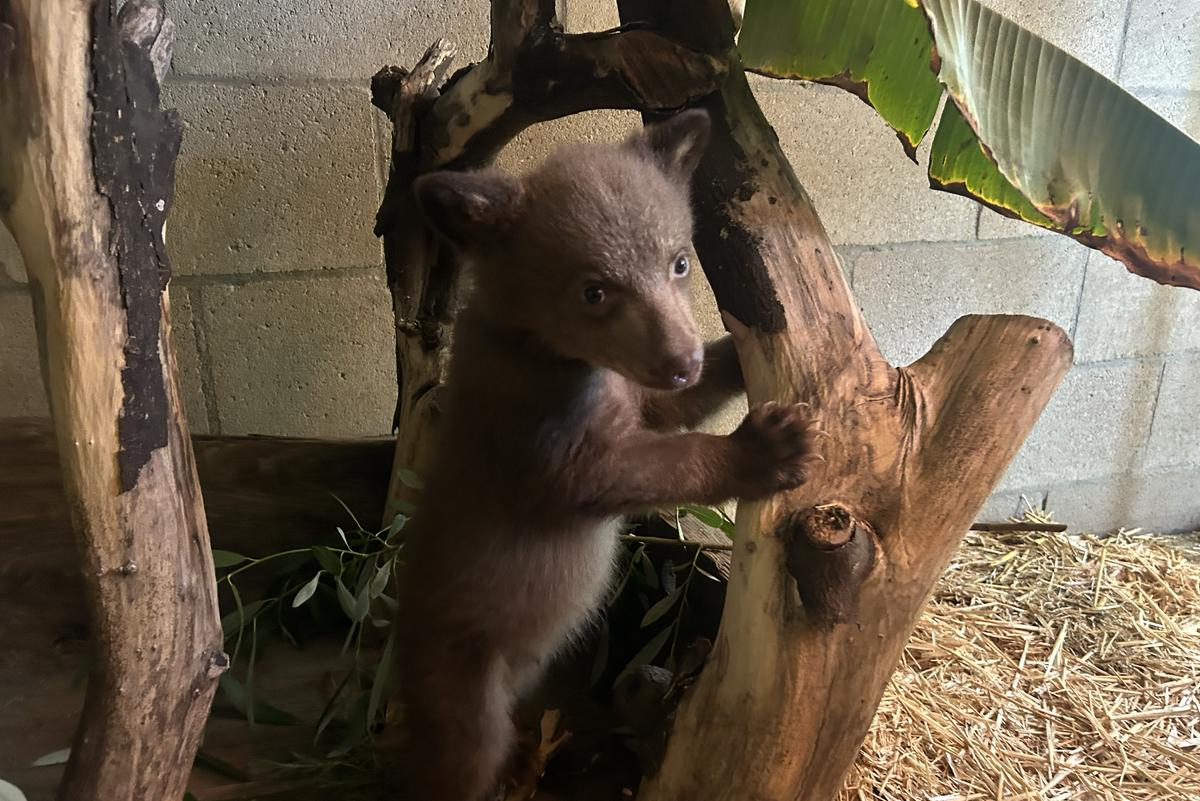 The rescued bear cub is seen standing near a structure made of tree branches.