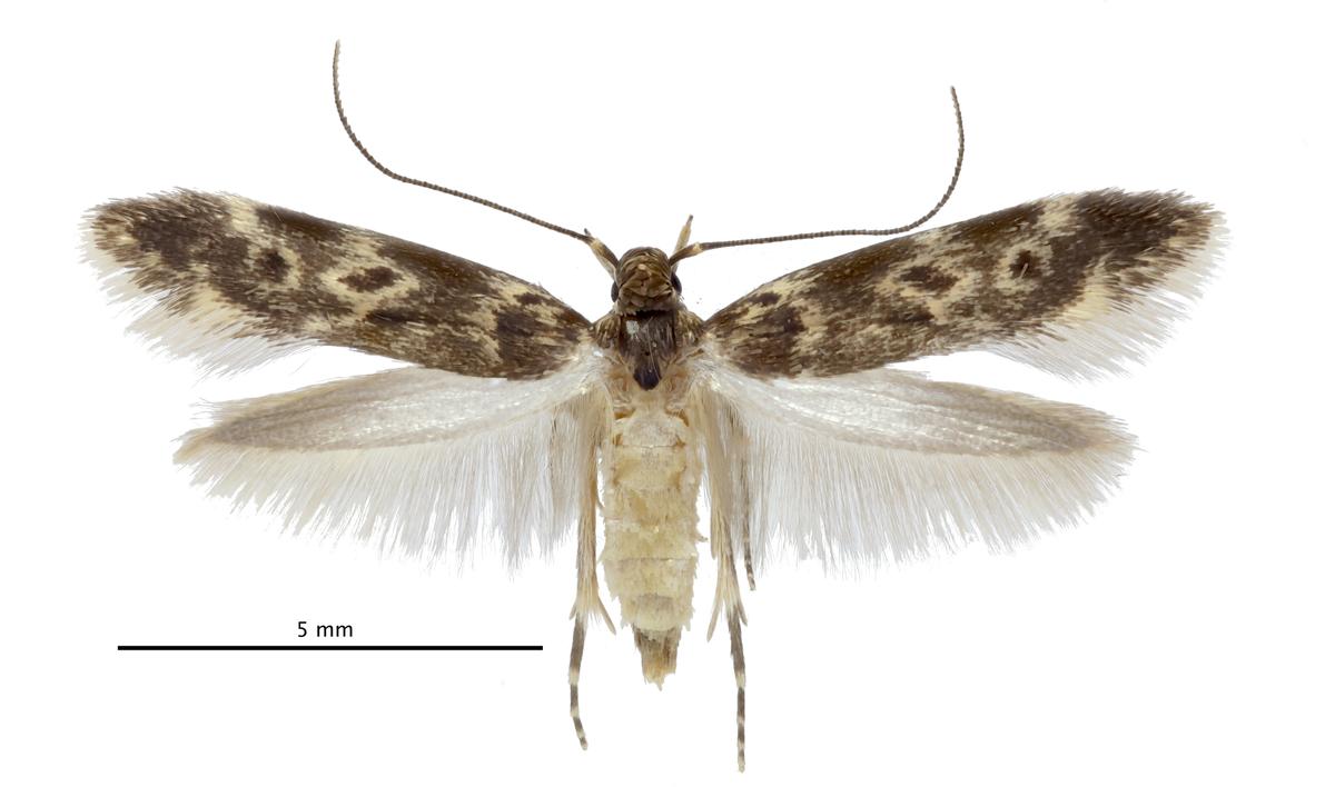 This is a pinned and spread museum specimen of a bone collector that was reared in the Rubinoff lab. This is a female but males and females look the same, only the genitalia are different.
