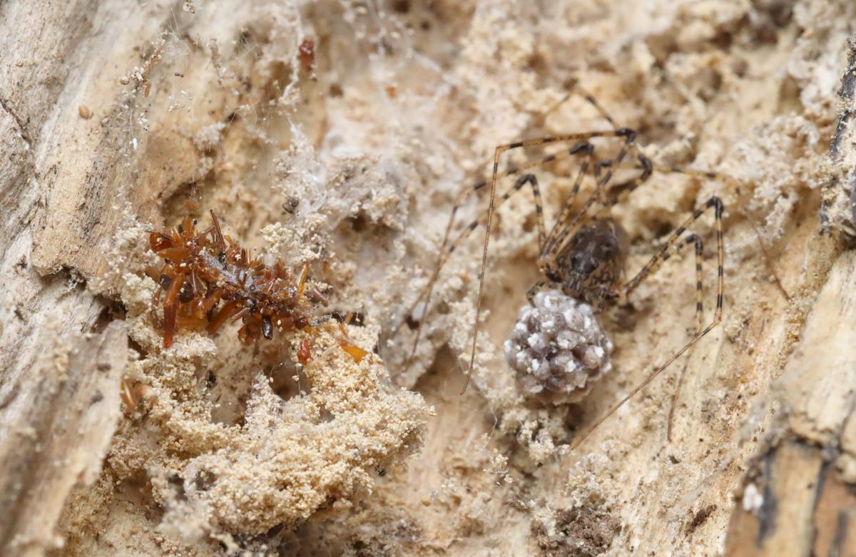 After taking the bark of this rotting log we found a cobweb with a non-native spider and its eggsac, right next to a bone collector larva. The cobweb is covered in frass (excrement) from insects like beetles and termites that are eating the wood.