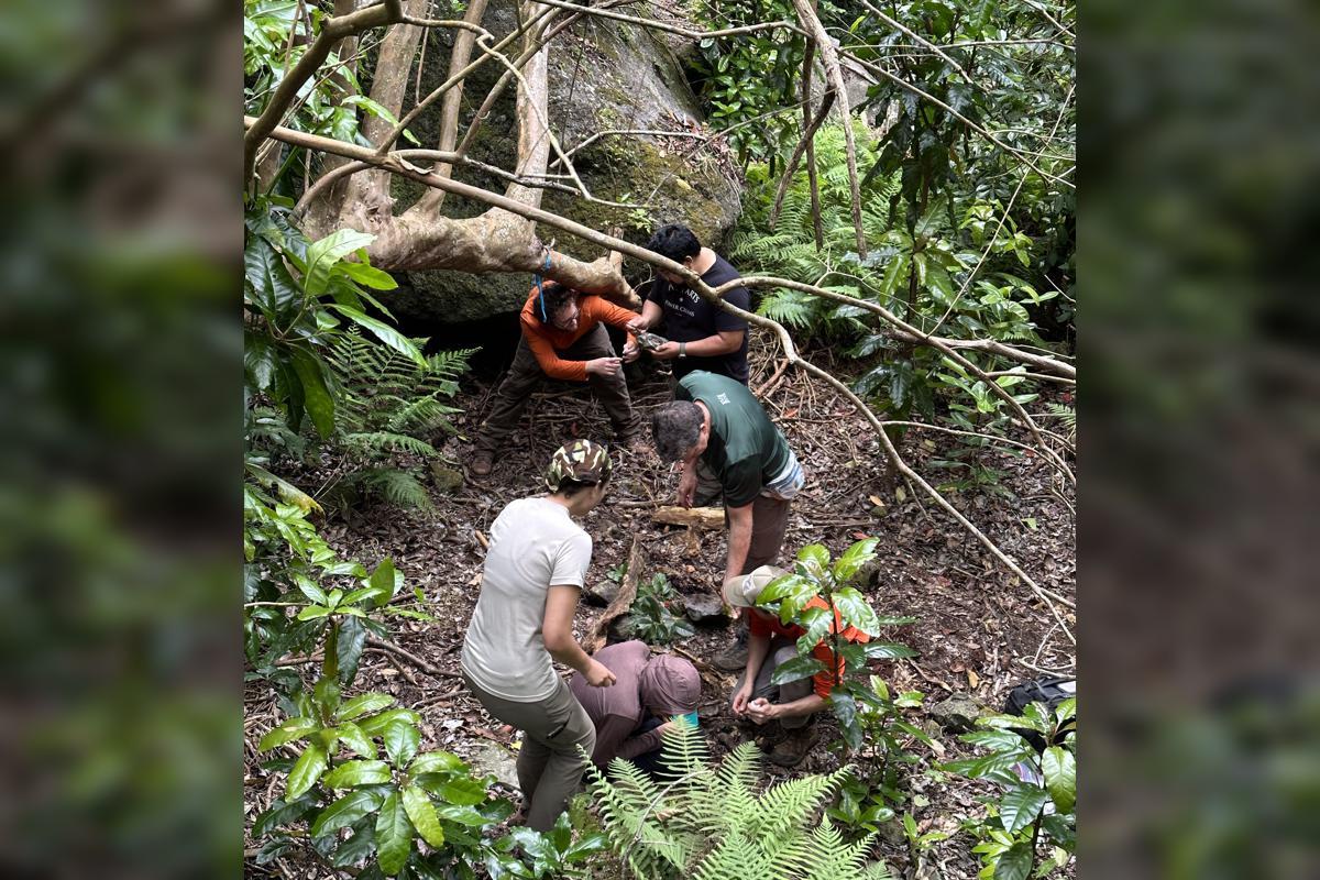 Members of the Rubinoff lab looking for bone collector caterpillars in rotting logs and under rocks in the Wai 'anae Mountains of O'ahu.