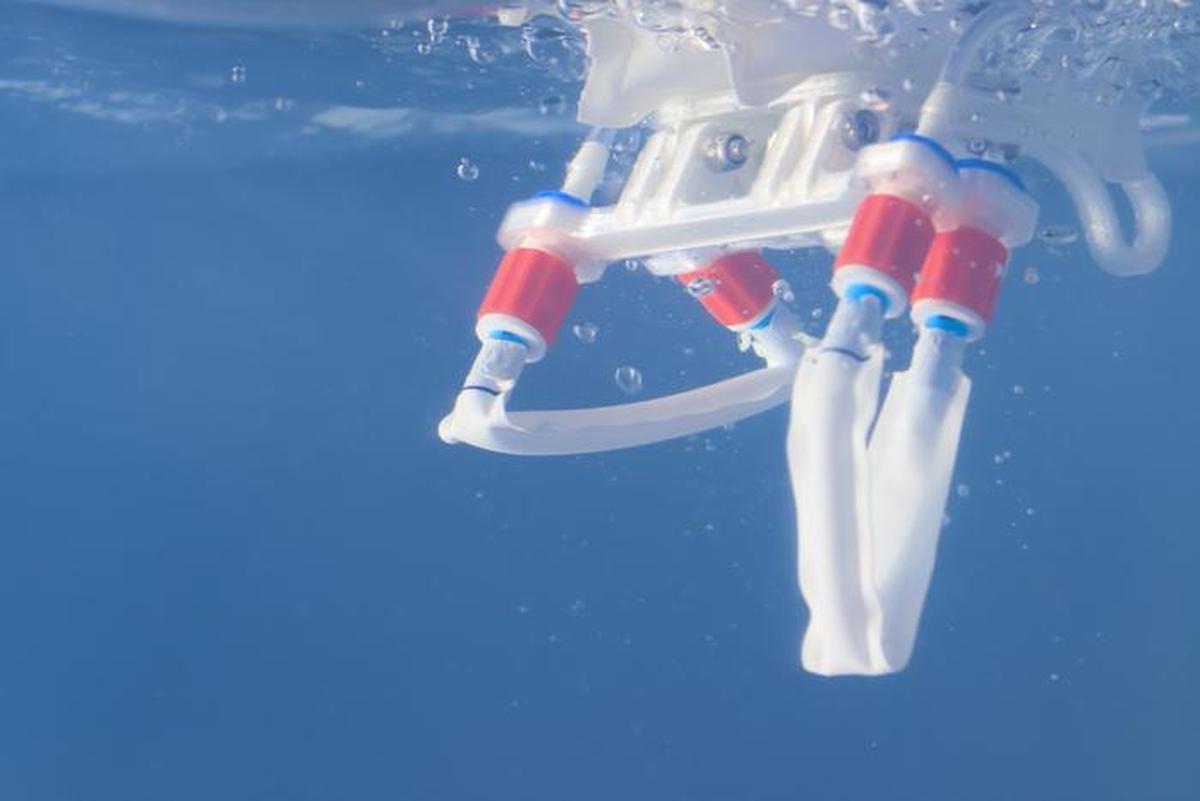 The soft robot driven by air pressure is seen swimming.