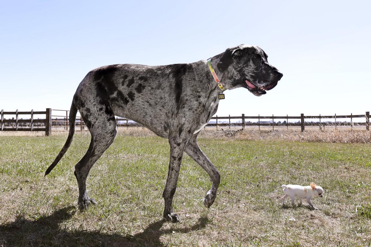 Reggie, the tallest dog in the world, seen with Pearl, the shortest dog in the world.