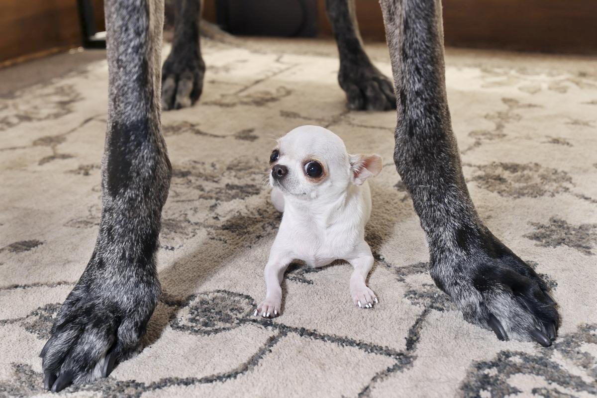 Pearl, the shortest dog in the world, is seen between the paws of Reggie, the tallest dog in the world.