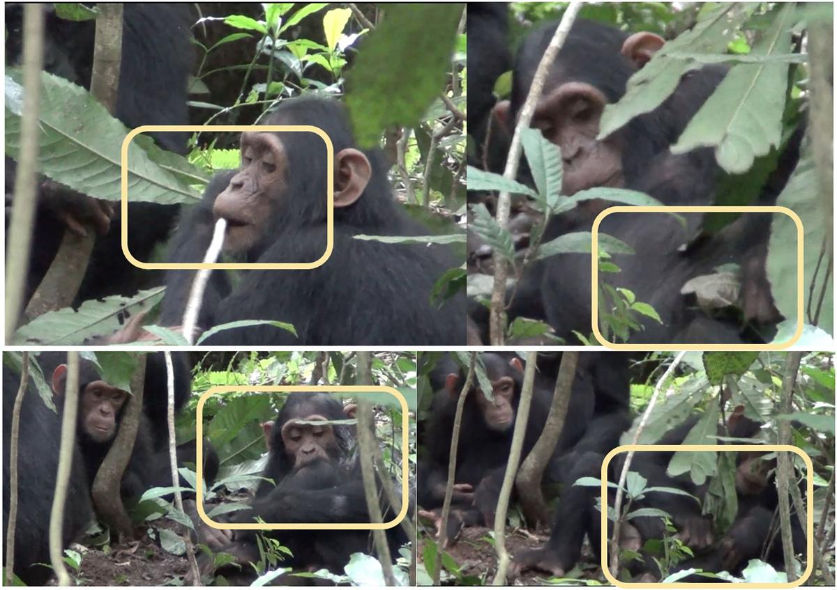 Four examples of chimps using plants for self-care. [Top left] KO chews stem bark of A. macrophylla. [Top right] KO detaches leaves from stem and dabs on wounded knee. [Bottom left] KO applies chewed stem bark to wound. [Bottom right] KO leaf-dabs with attached leaves.
