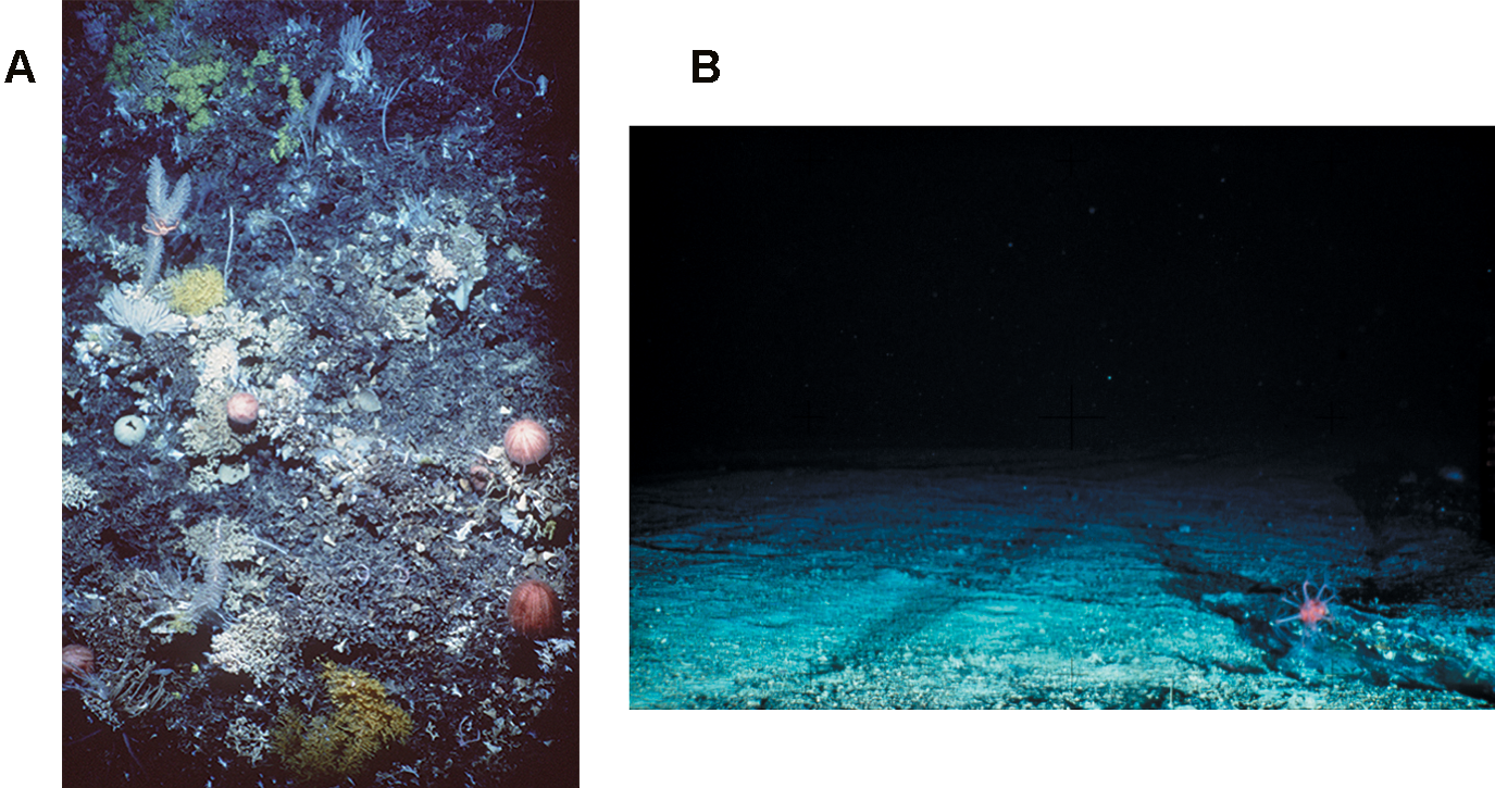 The Effect of Trawling the Seafloor for Groundfish.(A) The coral community and seabed on an untrawled seamount. (B) The exposed bedrock of a trawled seamount. Both are 1,000–2,000 meters (1094–2188 yards) below the surface.