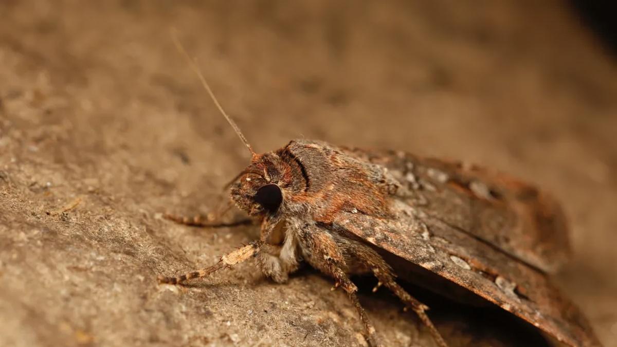 Close up view of a Bogong Moth